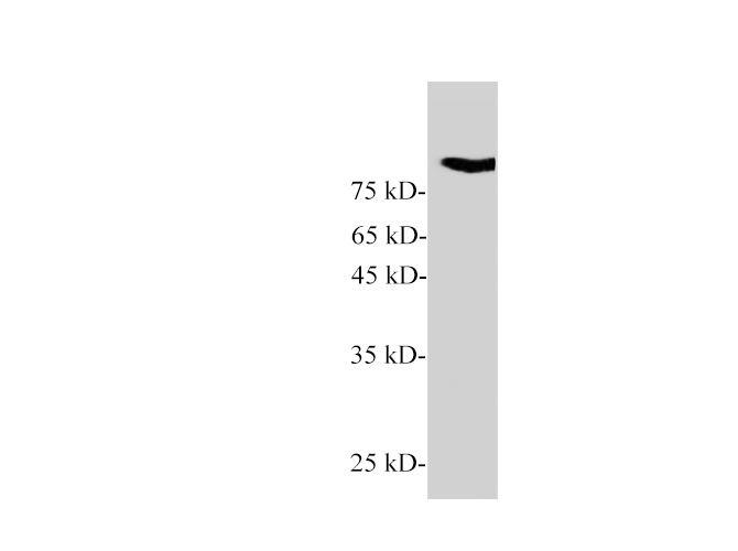 Western blot of Zebrafish whole lysates with anti-Gelsolin rabbit polyclonal antibody at dilution of 1:1000.