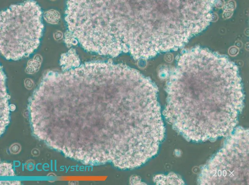 TMD8 Cell Complete Medium - 6
