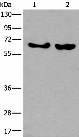 Western blot analysis of K562 and Hela cell lysates  using BORA Polyclonal Antibody at dilution of 1:800