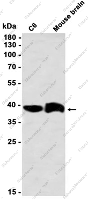Recombinant GNAI2 Monoclonal Antibody - 1