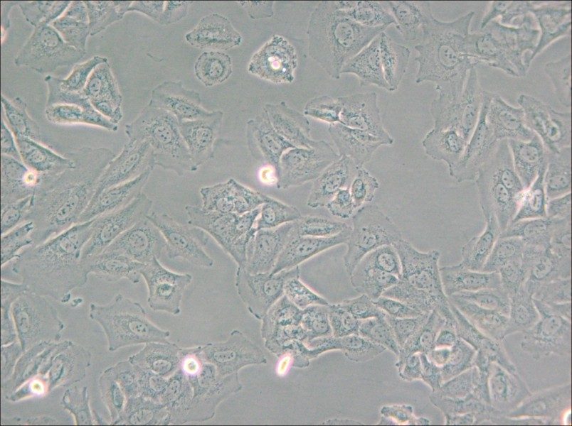 NCI-H1563 Cell Complete Medium - small - 6