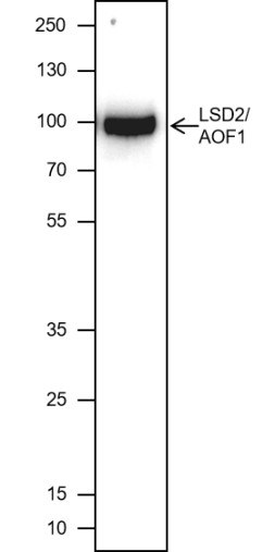 Recombinant LSD2/AOF1 Monoclonal Antibody-searchlist-1