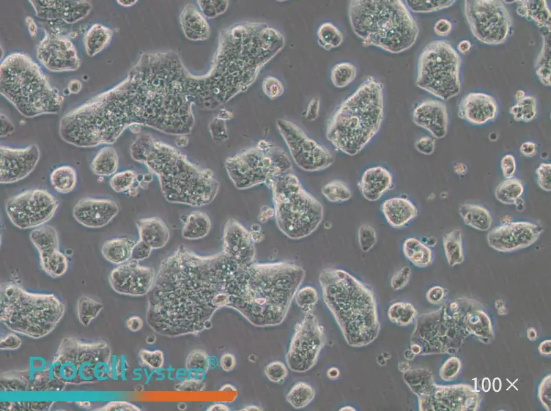 NCI-H1781 Cell Complete MediumNCI-H1781 Cell Complete Medium - 2