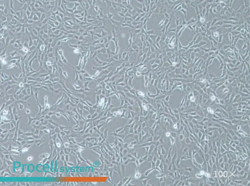 MPC-5 Cell Complete Medium - 2