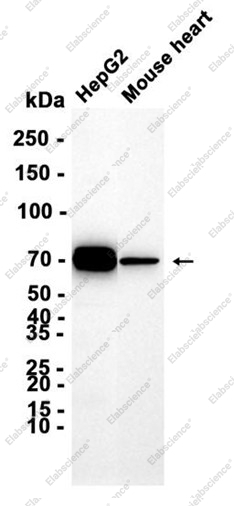 Recombinant CPSF6 Monoclonal Antibody - 1