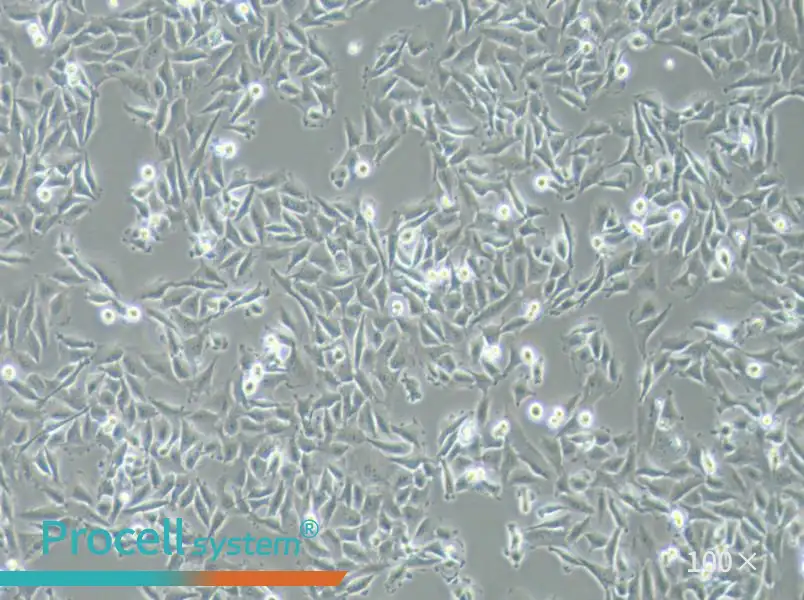 T24 [T-24] Cell Complete Medium - 1