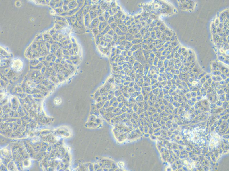 MCF-7-FLUC Cell Complete Medium - 4