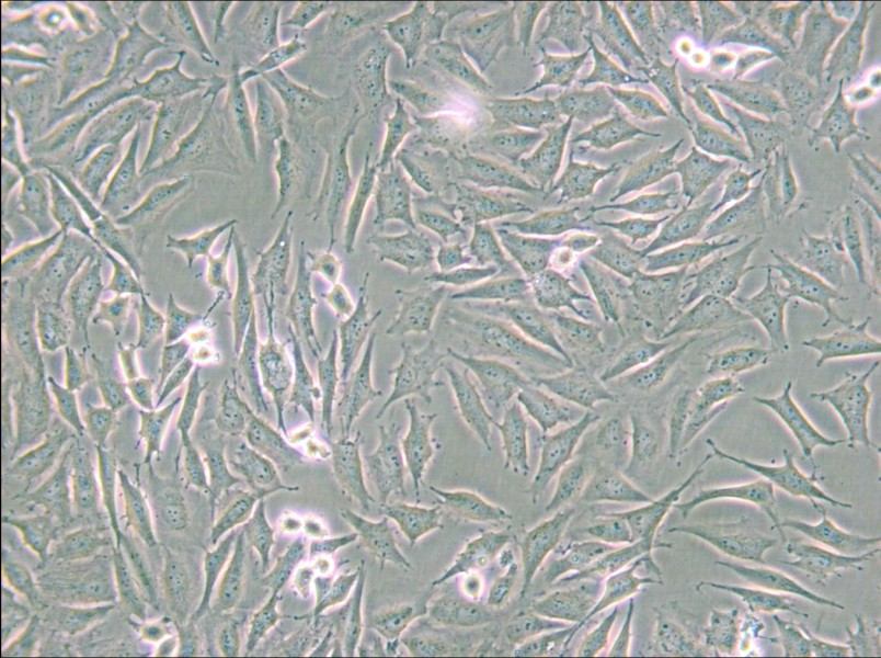 LN229 [LN-229; LNT-229] Cell Complete Medium - 4