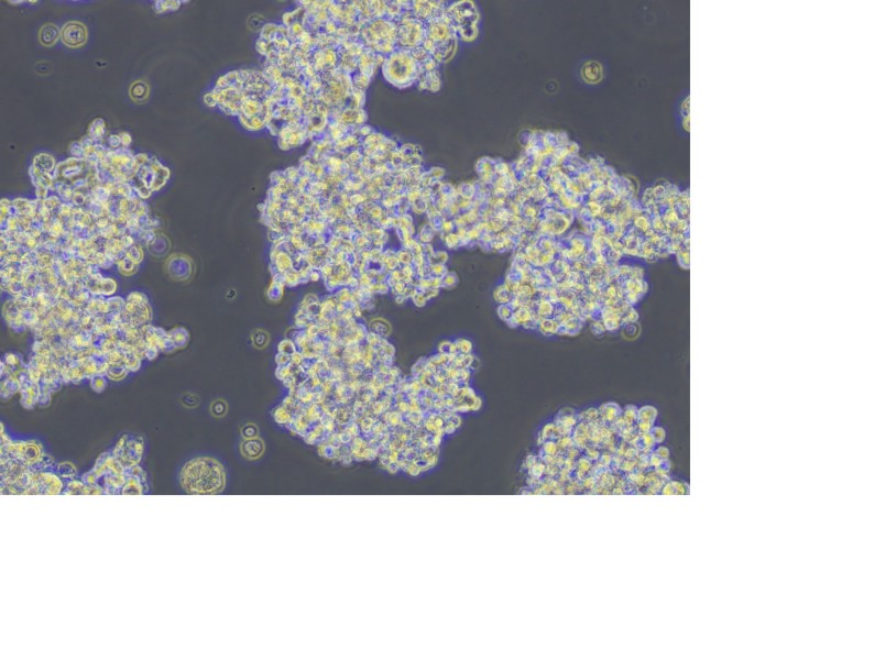 NCI-H187 Cell Complete Medium - 5