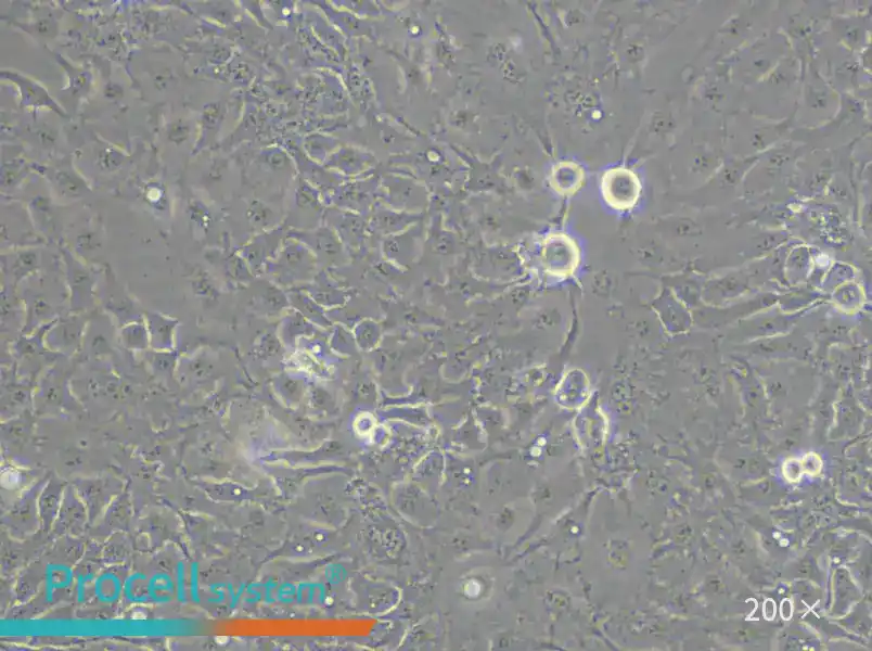KNS-62 Cell Complete Medium - 4