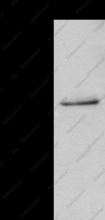 HTR3C Polyclonal Antibody - 1
