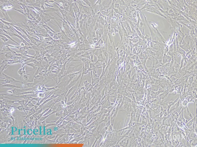 Mouse Brain Microvascular Pericyte Cells Isolation and Culture Kit - small - 4