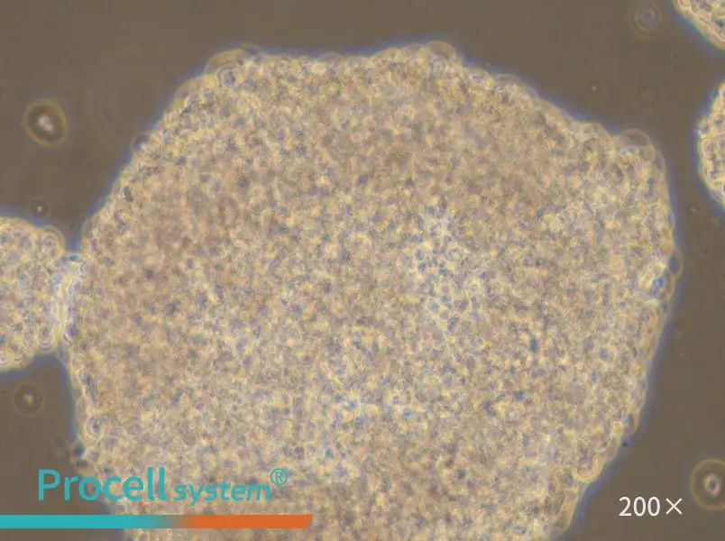 NK-92MI Cell Complete Medium - small - 5
