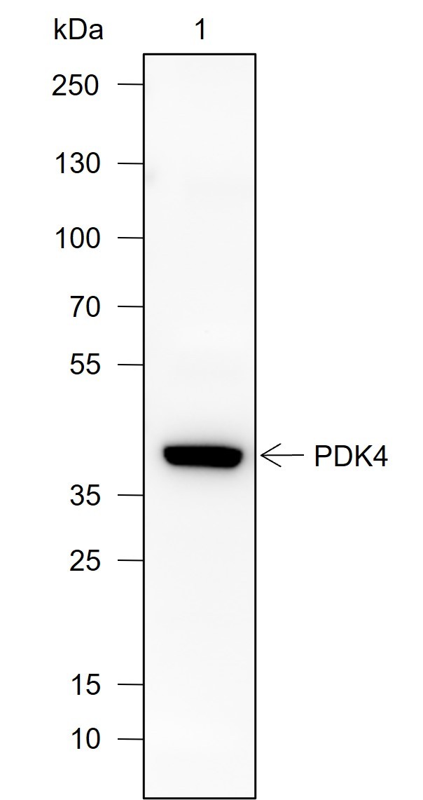 Recombinant PDK4 Monoclonal Antibody-searchlist-1