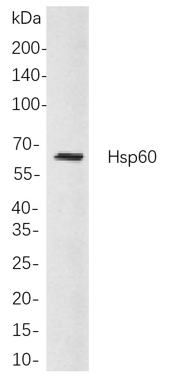 Recombinant Hsp60 Monoclonal Antibody-searchlist-1