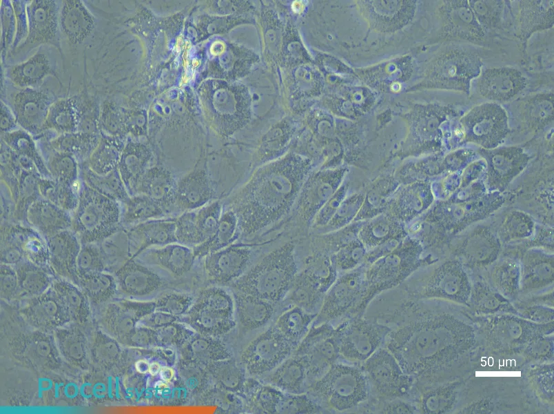 Rat Acetabular Chondrocyte Complete Medium - 4