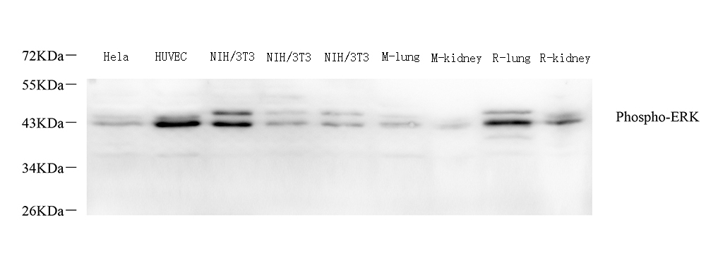 Western Blot analysis of various samples using Phospho-ERK 1/2 (Thr202/Tyr204) Polyclonal Antibody at dilution of 1:800.