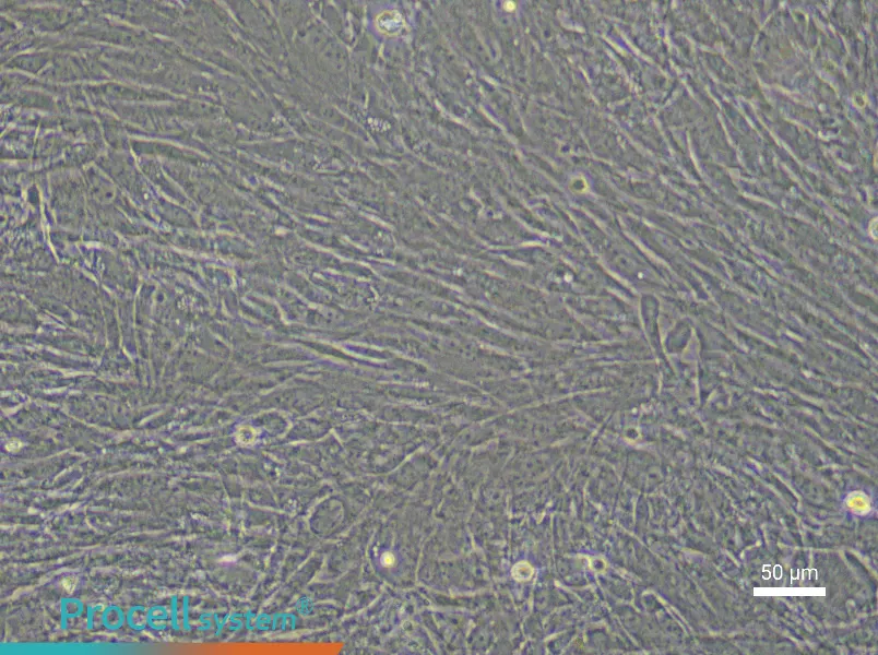 Rabbit Tendon Stem Cells - 4