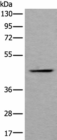 Western blot analysis of Human fetal liver tissue lysate  using BMP2 Polyclonal Antibody at dilution of 1:800