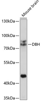 Western blot analysis of extracts of mouse brain using DBH Polyclonal Antibody at 1:1000 dilution.