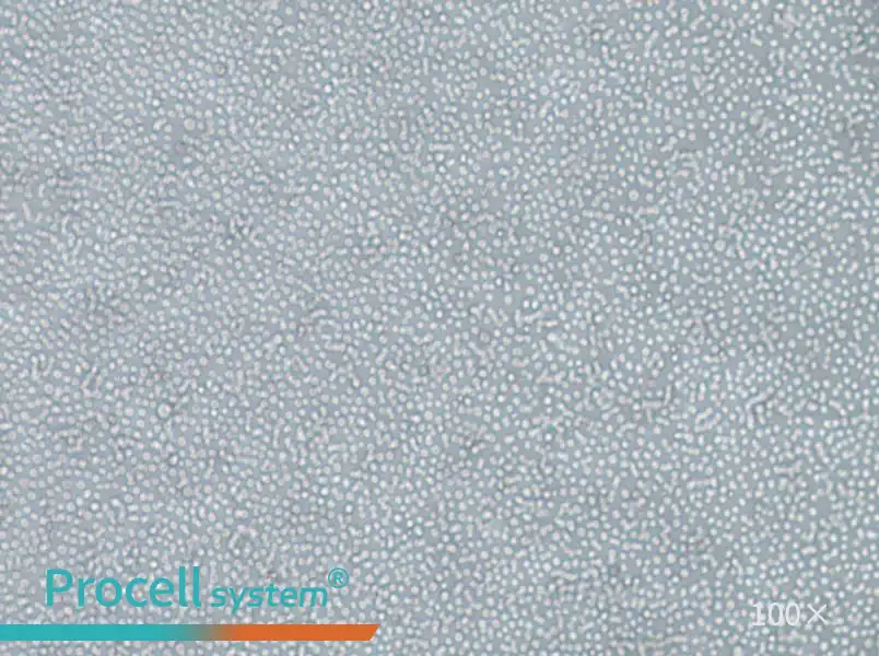 skm-1 Cell Complete Medium - 2