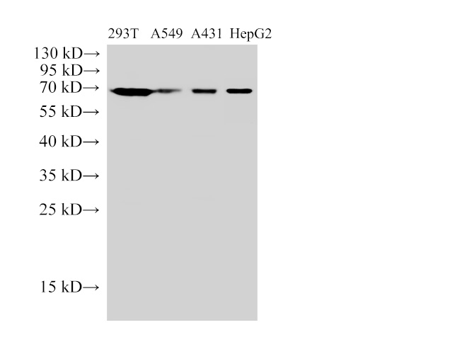 Elab Fluor® 647 Rat IgG2b, κ Isotype Control[LTF-2]-产品推荐-1
