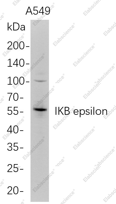 Recombinant IKB epsilon Monoclonal Antibody - 1
