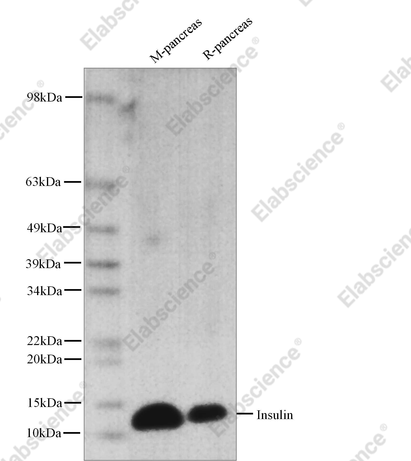 Recombinant Insulin Monoclonal Antibody - 1