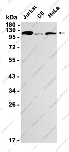 Recombinant NAT10 Monoclonal Antibody - 1