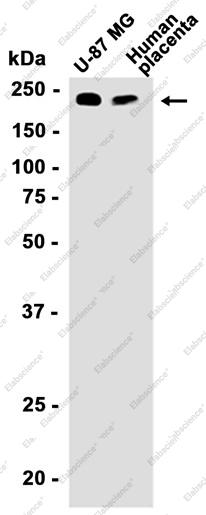 Recombinant PMCA1 Monoclonal Antibody - 2