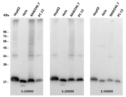 Histone H3 Monoclonal Antibody - small - 4