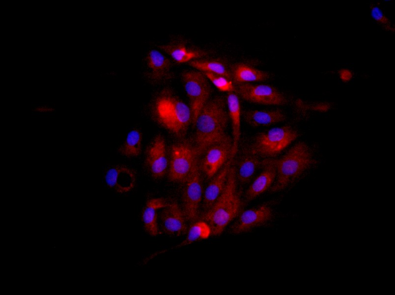 Rat Endometrial Epithelial Cell Complete MediumRat Endometrial Epithelial Cell Complete Medium - 2