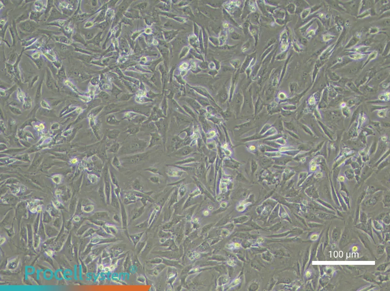 Mouse Testicular Leydig Cell Complete Medium - 1