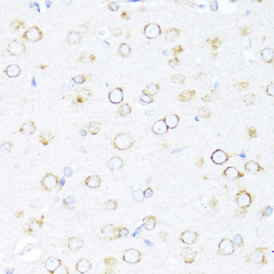 Immunohistochemistry of paraffin-embedded Rat brain using DNAJB11 Polyclonal Antibody at dilution of  1:100 (40x lens).