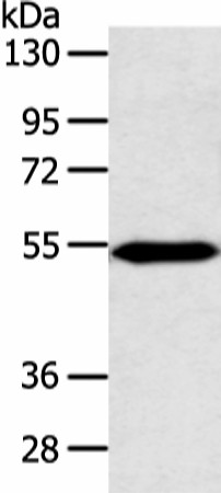 Western blot analysis of Mouse heart tissue  using ZNF239 Polyclonal Antibody at dilution of 1:800