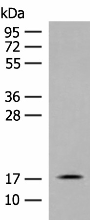 Western blot analysis of Mouse small intestines tissue lysate  using RPS25 Polyclonal Antibody at dilution of 1:400