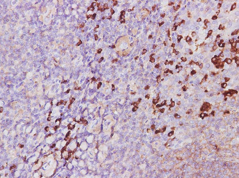 AF/LE Purified Anti-Mouse/Human CD11b Antibody[M1/70]-产品推荐-2