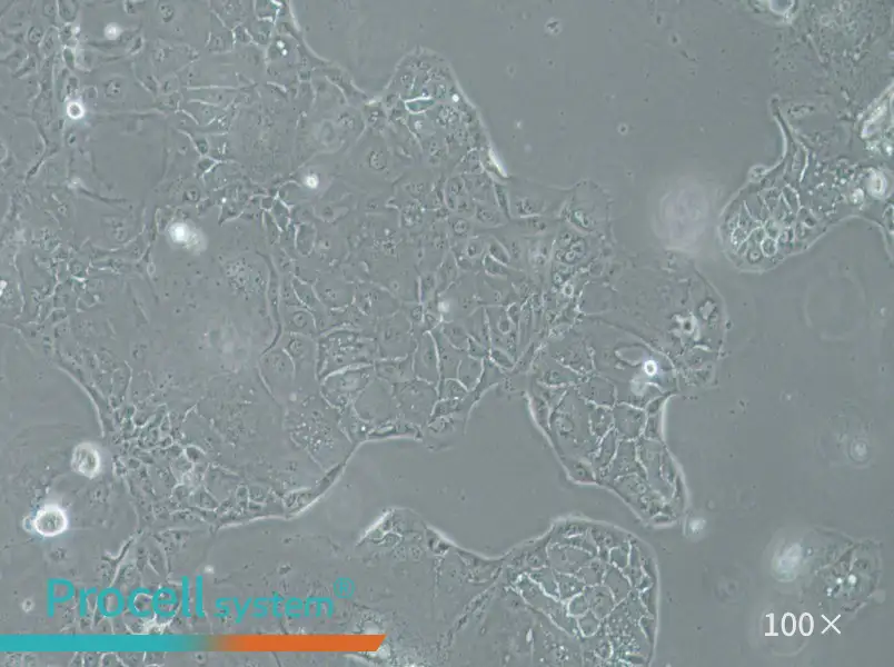 SU.86.86 Cell Complete MediumSU.86.86 Cell Complete Medium - 3
