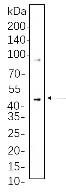 Recombinant Phospho-MEK1/2 (Ser217/221) Monoclonal Antibody-searchlist-1