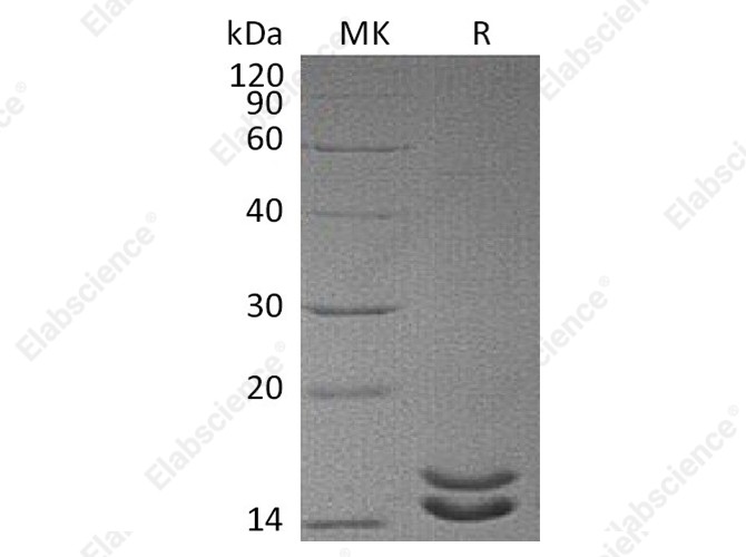 Recombinant Human Interleukin-2/IL-2 Protein (Mutant) - 1