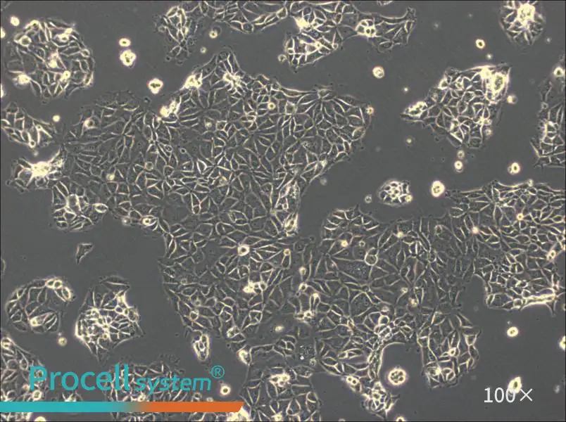 CMT93 Cell Complete Medium - 1