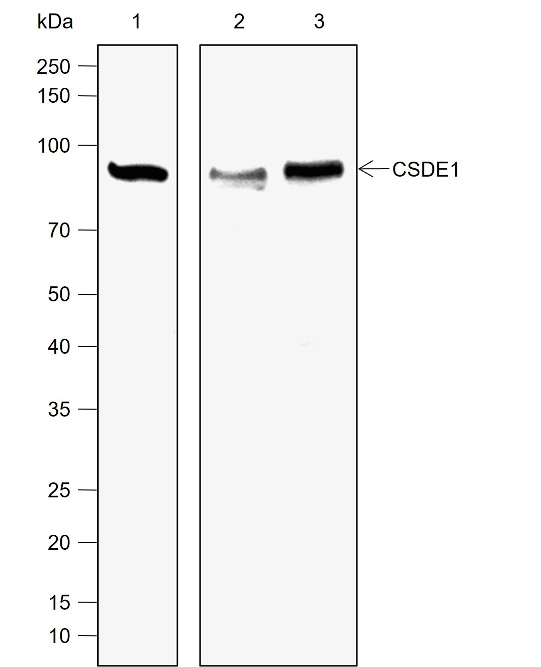 Recombinant CSDE1 Monoclonal Antibody-searchlist-1