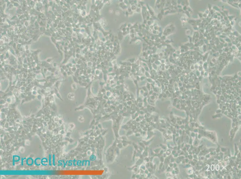 SW620-LUC Cell Complete Medium - 6