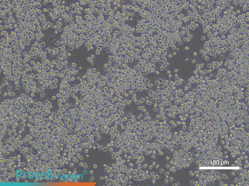J774A.1 Cell Complete Medium - 2