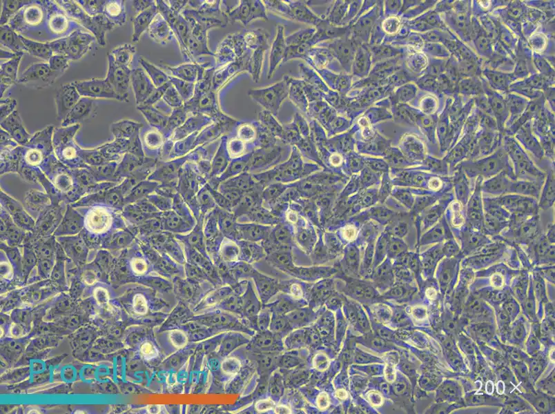 A-375 Cell Complete Medium - 5