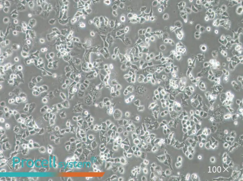 DMS 114 Cell Complete MediumDMS 114 Cell Complete Medium - 3