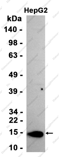 Recombinant Lysozyme Monoclonal Antibody - 1
