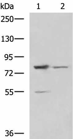 Western blot analysis of LO2 and 231 cell lysates  using SORBS2 Polyclonal Antibody at dilution of 1:800