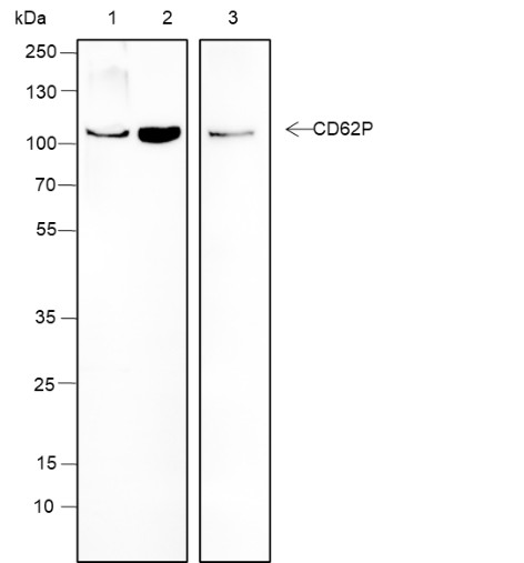 Recombinant CD62P Monoclonal Antibody-searchlist-1