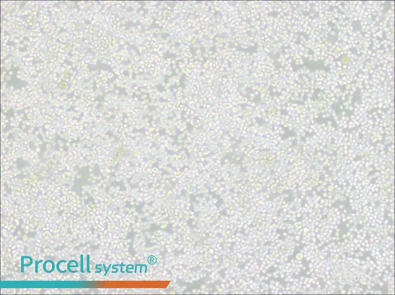 P3X63Ag8 Cell Complete MediumP3X63Ag8 Cell Complete Medium - 3